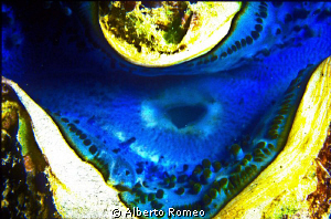 The "osculum" of a Tridacna gigas. by Alberto Romeo 
